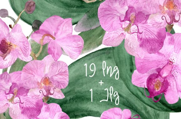 19 Watercolor Orchid Clip Art Print and Illustrations