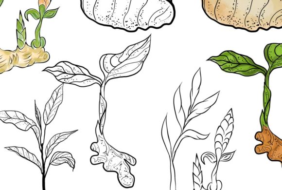 Hand Drawn Watercolor Ginger Collection