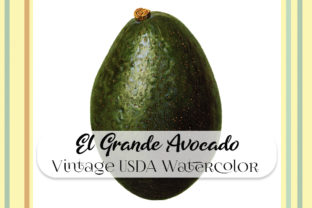 Vintage El Grande Avocado Watercolor Illustrations