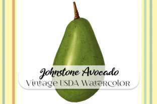 Vintage Johnstone Avocado Watercolor Illustrations