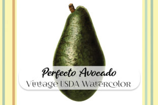 Vintage Perfecto Avocado Watercolor Illustrations