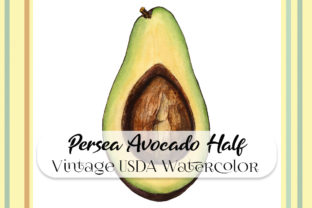 Vintage Persea Avocado Half Watercolor Illustrations