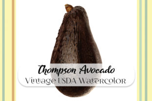 Vintage Thompson Avocado Watercolor Illustrations