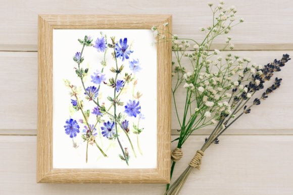 Watercolor Chicory Print Illustrations