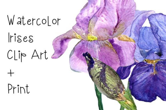 Watercolor Irises Clip Art Print and Illustrations