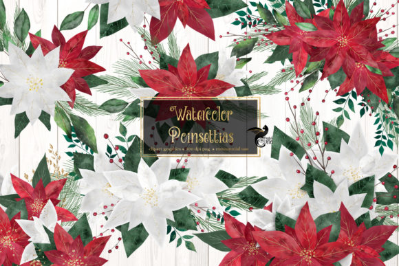 Watercolor Poinsettias Clip Art and Illustrations
