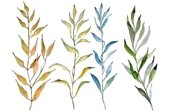 Willow Branches PNG Watercolor Set and Illustrations