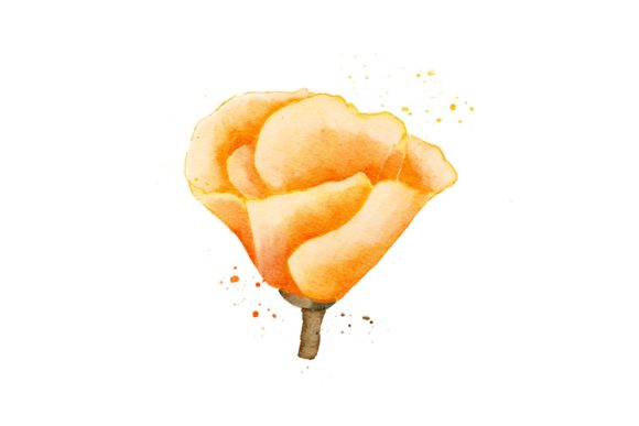 Yellow Flower Watercolor Realistic PNG Illustrations